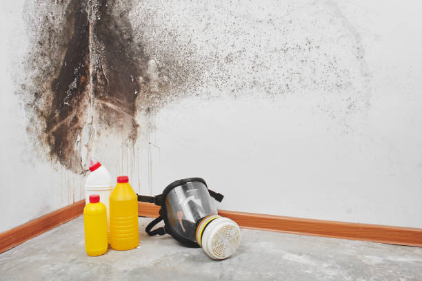 Best Crawl Space Mold Remediation in Thomaston, GA