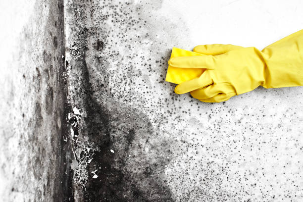 Best Industrial Mold Remediation in Thomaston, GA