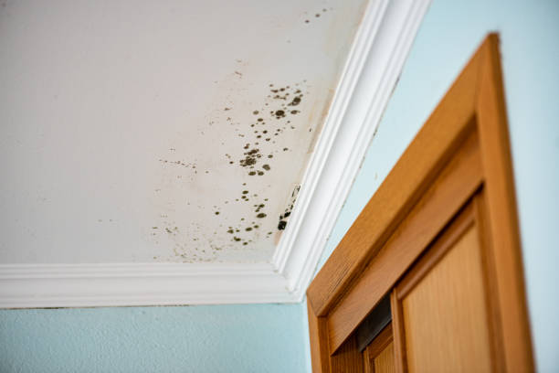 Best DIY Mold Remediation Support Services in Thomaston, GA