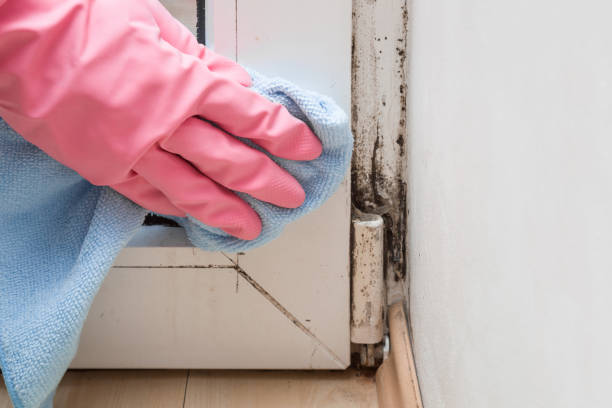 Best Residential Mold Remediation in Thomaston, GA